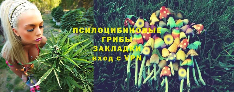 Псилоцибиновые грибы Cubensis Заполярный